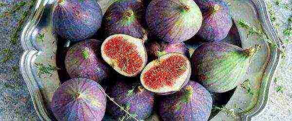 Harvest fresh figs before processing and drying