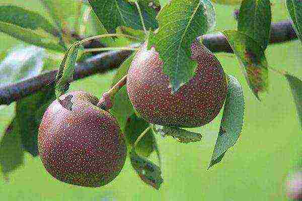 Wild pear