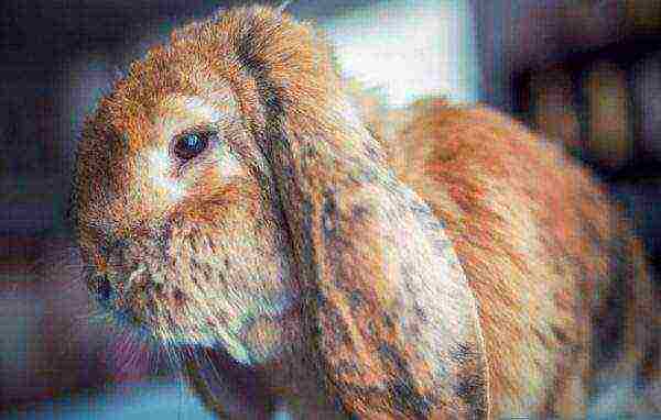 Gastrointestinal stasis in rabbits