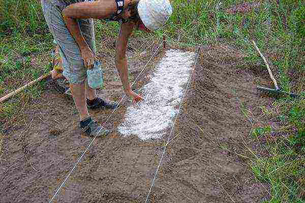 Clear the ground from weeds and grass, fill with sand, sawdust and humus