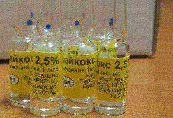 Baycox in ampoules 2.5%