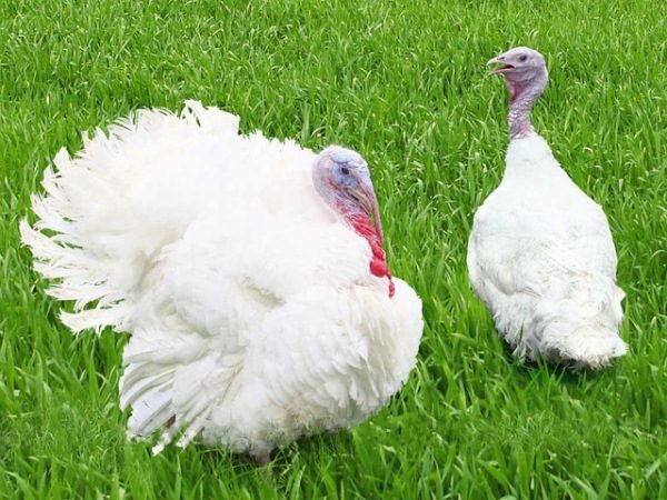 White broad-breasted turkeys