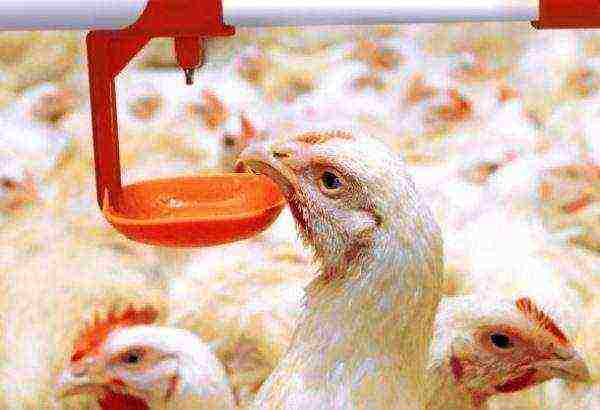 Broilers drink from drinkers