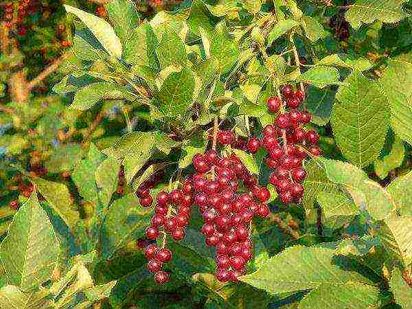 Red bird cherry bears the biological name Virginsky