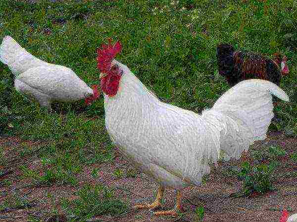 White cock of the pygmy leghorn