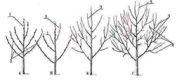 Pear pruning scheme