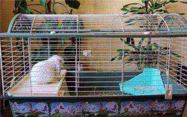 Dwarf rabbit in a cage