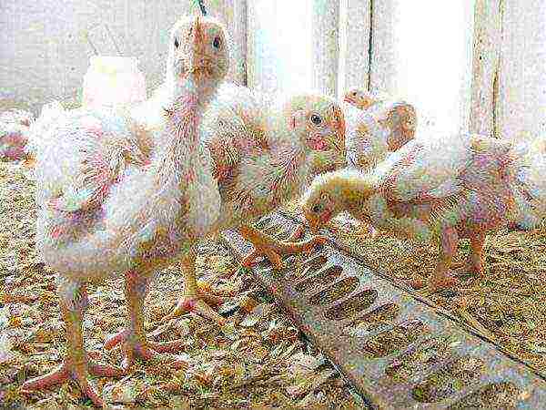 Diseases of broiler chickens