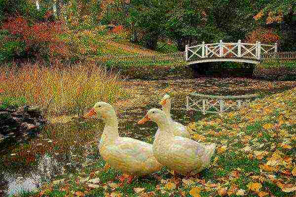 Adult ducks on a walk by the pond