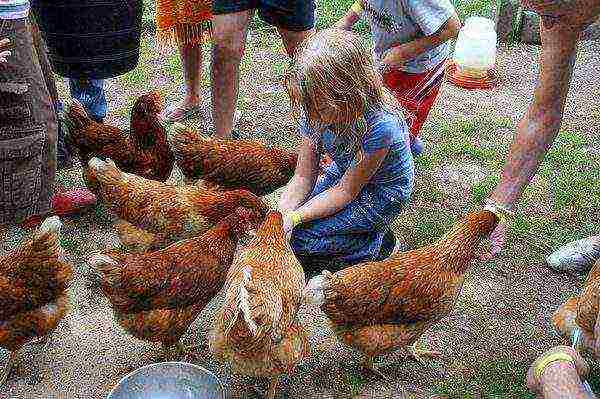 Feeding hens to hens by children