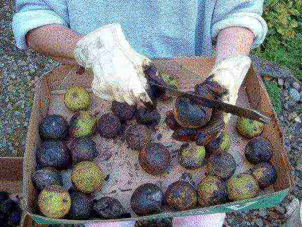 Peeling a walnut with gloves