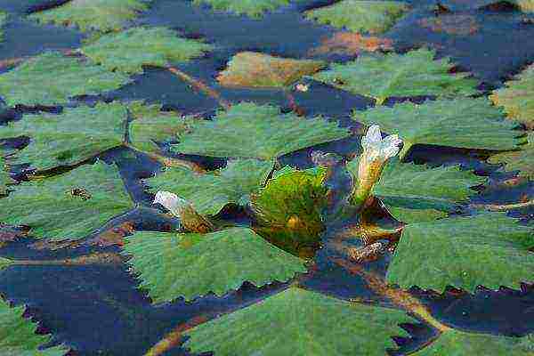 Chillim water walnut is called devil and rogulnik, blooms in early summer, ripens in autumn