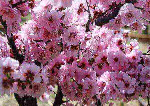 Blooming columnar cherry