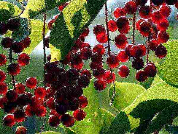 Anthocyanins in red bird cherry strengthen eyesight