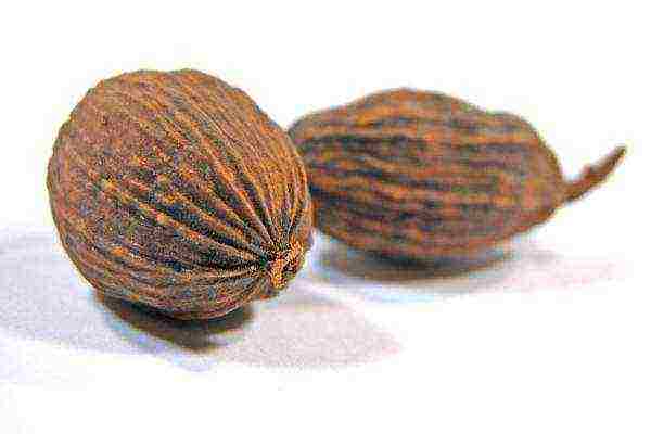 Nutmeg extracts serve as components of various natural medicines: decoctions, ointments, compresses, tinctures
