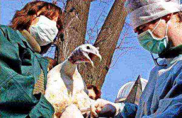 Veterinarian examining a turkey