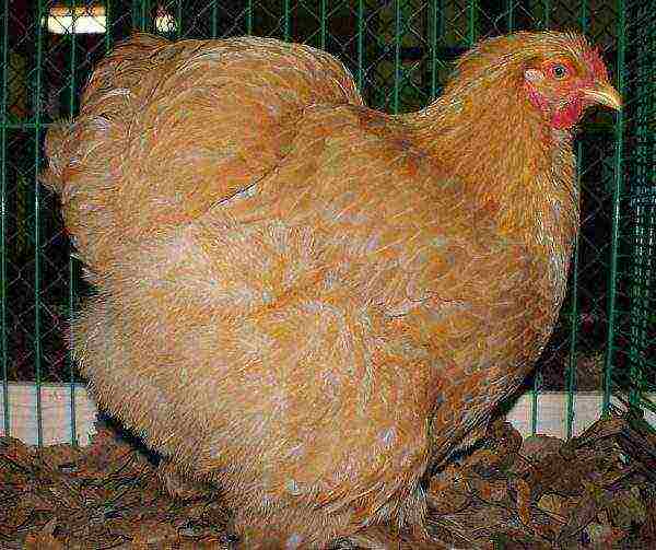 Yellow chicken of the Cochinchin breed