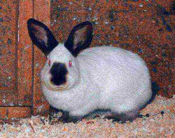 Russian ermine rabbit