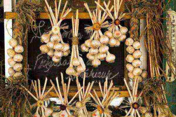 Storing garlic in bunches