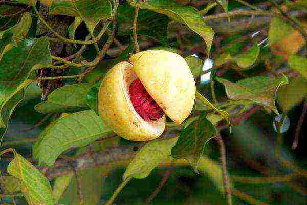 Nutmeg is the core of the nutmeg fruit, something like the core of an apricot kernel