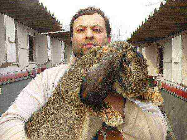 Rabbit breed French ram