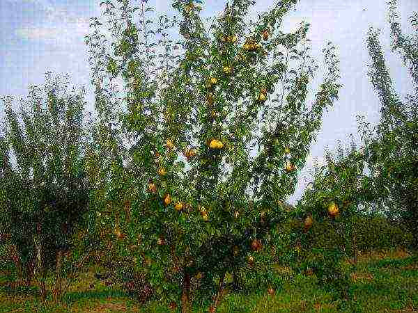 Fruit-bearing pear tree Lada