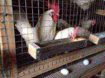 Chickens Leghorn in cages and eggs
