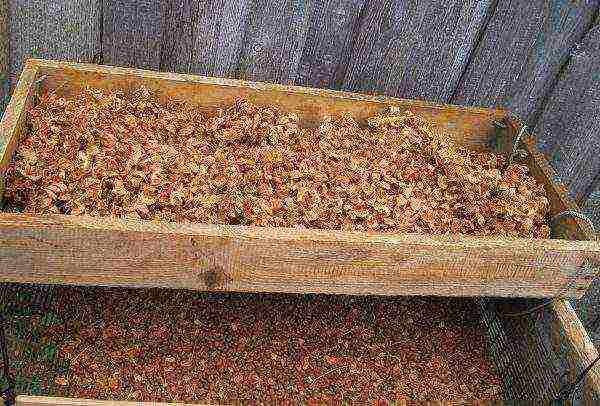 Extracting pine nuts from a pine cone