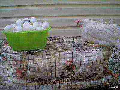 White Leghorn chickens in cages and white eggs in a bowl