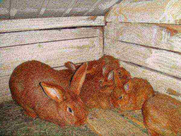 กระต่ายแดงนิวซีแลนด์