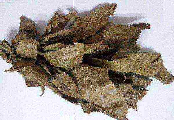 Dried walnut leaves