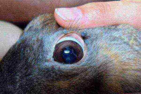 Existing eye diseases in rabbits