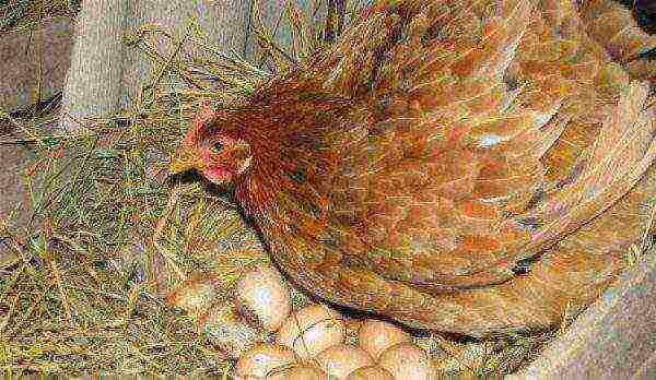 Hen laying hen on eggs