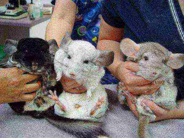 Chinchillas of different colors