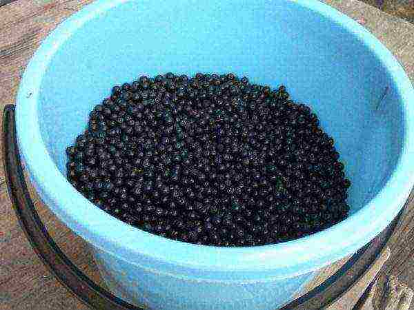 Harvest of ripe bird cherry