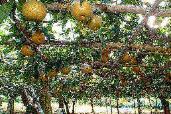 Chinese pear contains many minerals, vitamins, water and fiber