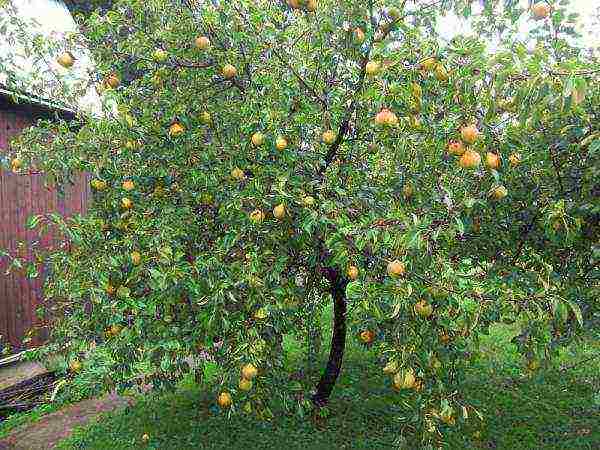 Pear variety Pamyati Yakovlev low, self-fertile, fast-growing