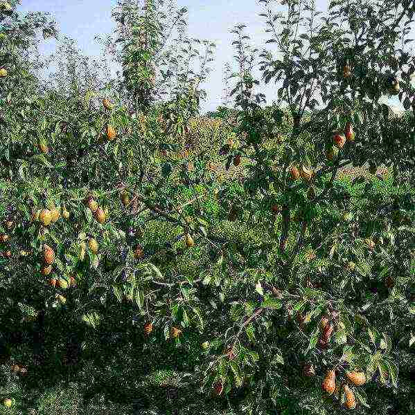 Ripe pears of the Talgar beauty variety, ready to harvest