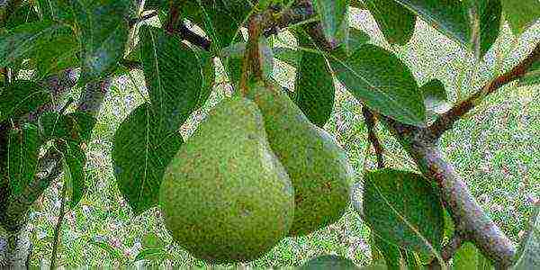 Williams' green fruit in the middle of summer