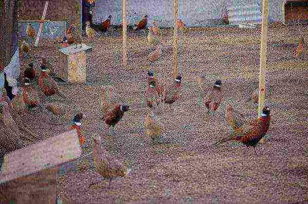 breeding pheasants