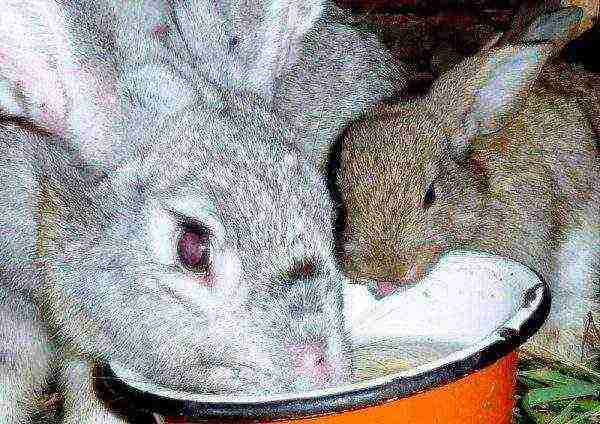 Rabbits drink water with bikox solution