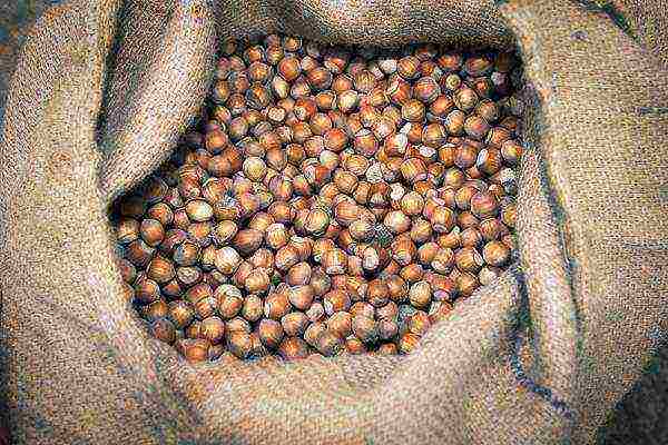 Hazelnut is harmful for hypertension, urolithiasis, individual intolerance