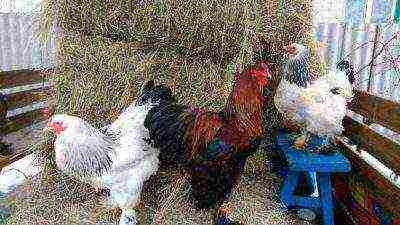 chickens on the hay