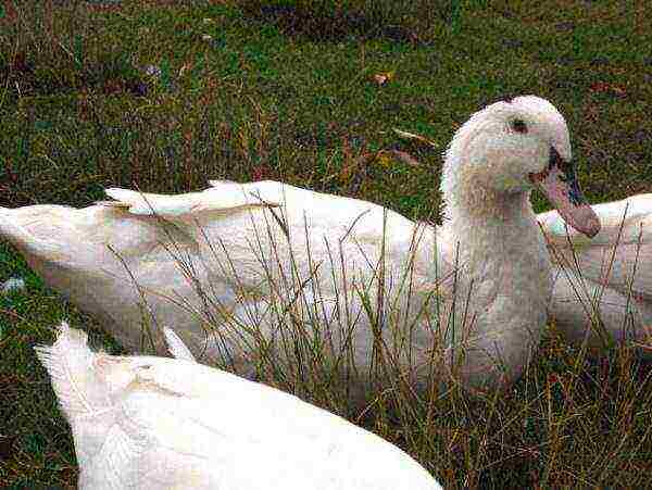 white mulard duck