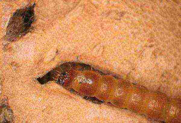 Magsara si Wireworm