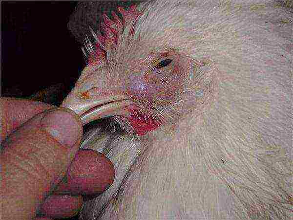Disease of chickens