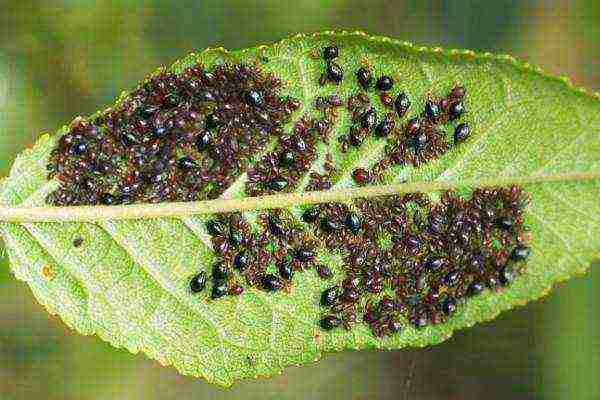 Aphids on the leaves of an almond tree