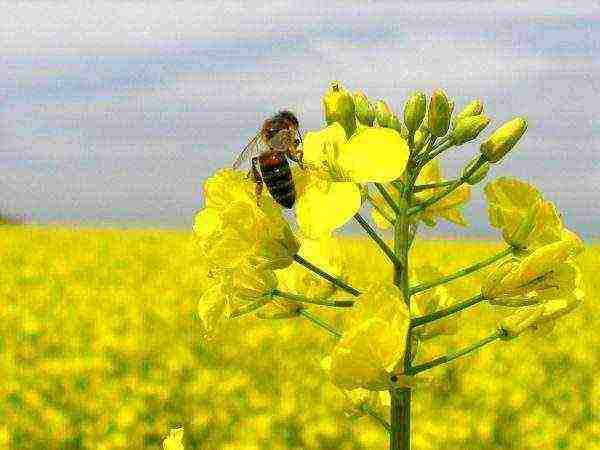 Kinokolekta ng mga bubuyog ang nektar mula sa mga rapeseed na bulaklak