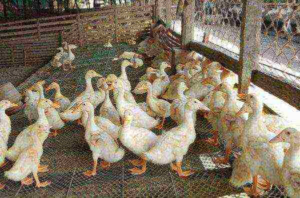Grown incubator ducks in the paddock