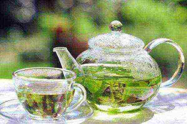 Tea made from green sirgi leaves to ensure sound healthy sleep